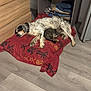 dog, cat, blanket, sleeping, indoor, wooden_floor, dresser, shelf, clothes, pet, resting, furniture, cozy, animal, companion, relaxing, floor, curtain, home, domestic
