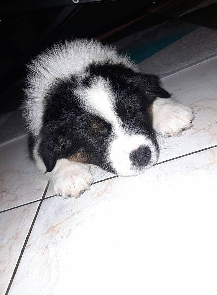 Sibelle participe au concours pour gagner de l'argent avec cette photo : bored, canidae, carnivore, comfort, companion_dog, dog, dog_breed, felidae, floor, flooring, fur, paw, small_to_medium_sized_cats, snout, sporting_group, tail, terrestrial_animal, whiskers, wood, working_animal