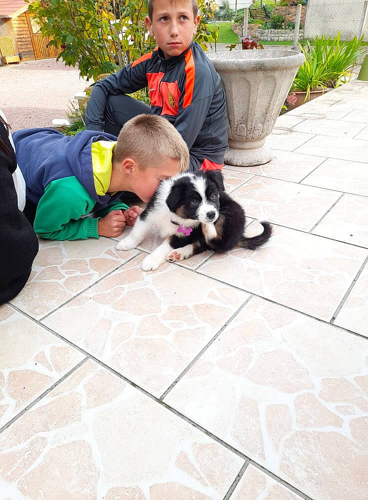 Sibelle participe au concours pour gagner de l'argent avec cette photo : carnivore, companion_dog, dog, dog_breed, flagstone, floor, flooring, fur, grass, herding_dog, lap, leisure, plant, puppy, sidewalk, sitting, sporting_group, tail, toddler, working_dog