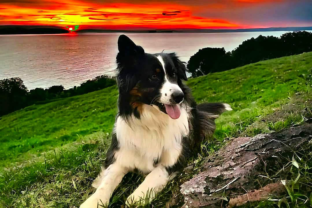 Sibelle participe au concours pour gagner de l'argent avec cette photo : afterglow, border_collie, carnivore, cloud, companion_dog, dog, dog_breed, grass, herding_dog, horizon, lake, landscape, natural_landscape, nature, plant, sky, sunlight, sunrise, sunset, water