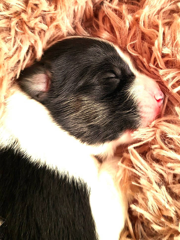 Sibelle participe au concours pour gagner de l'argent avec cette photo : canidae, carnivore, companion_dog, dog, dog_breed, ear, fawn, felidae, fur, liver, mammal, snout, sporting_group, tail, terrestrial_animal, toy, vertebrate, whiskers, working_animal