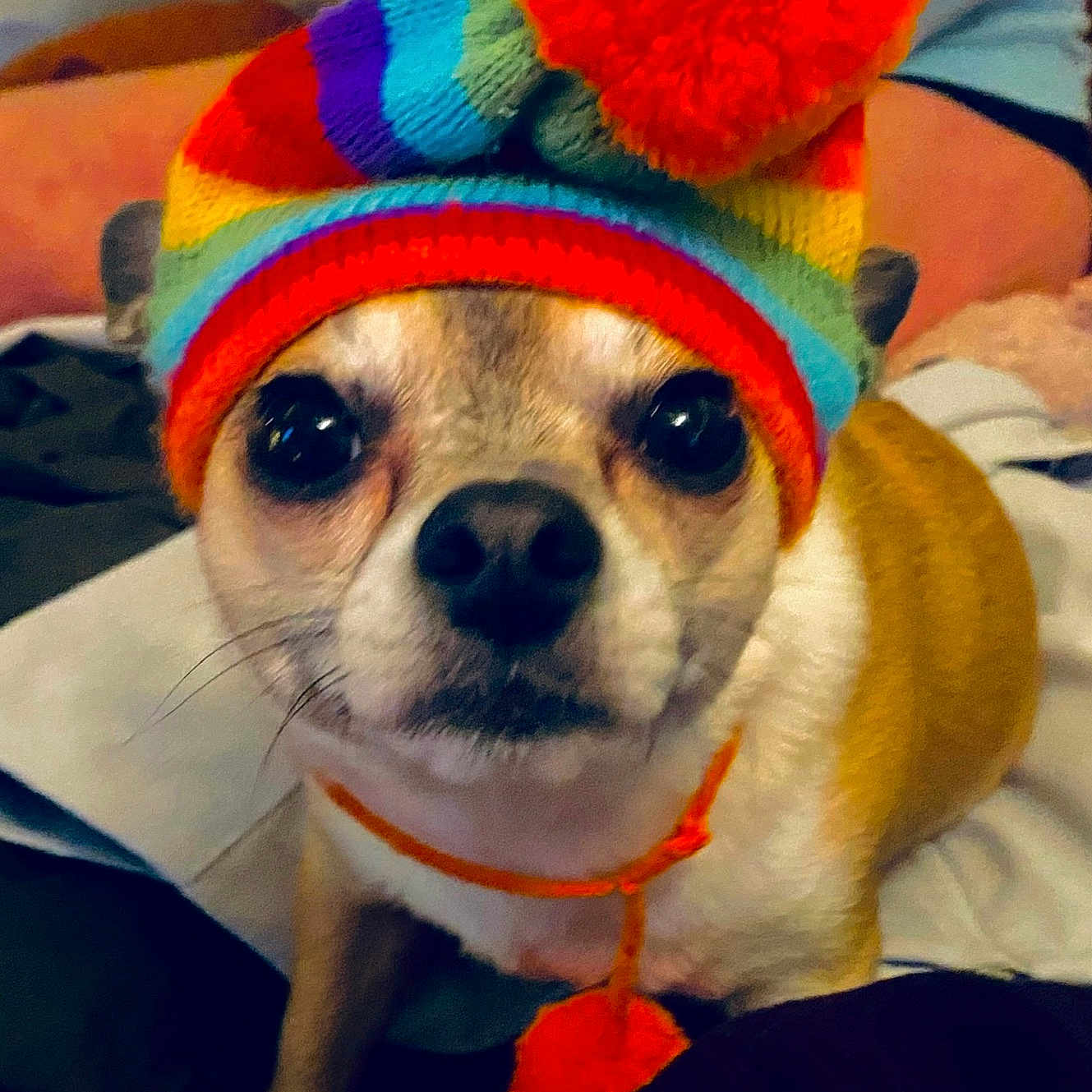 Angela Wilson is registered to the contest to win money with this photo: adorable, animal, brown, close_up, clothing, colorful, cozy, cute, dog, face, hat, indoor, knit, looking_at_camera, pet, pom_pom, portrait, small_dog, white, winter