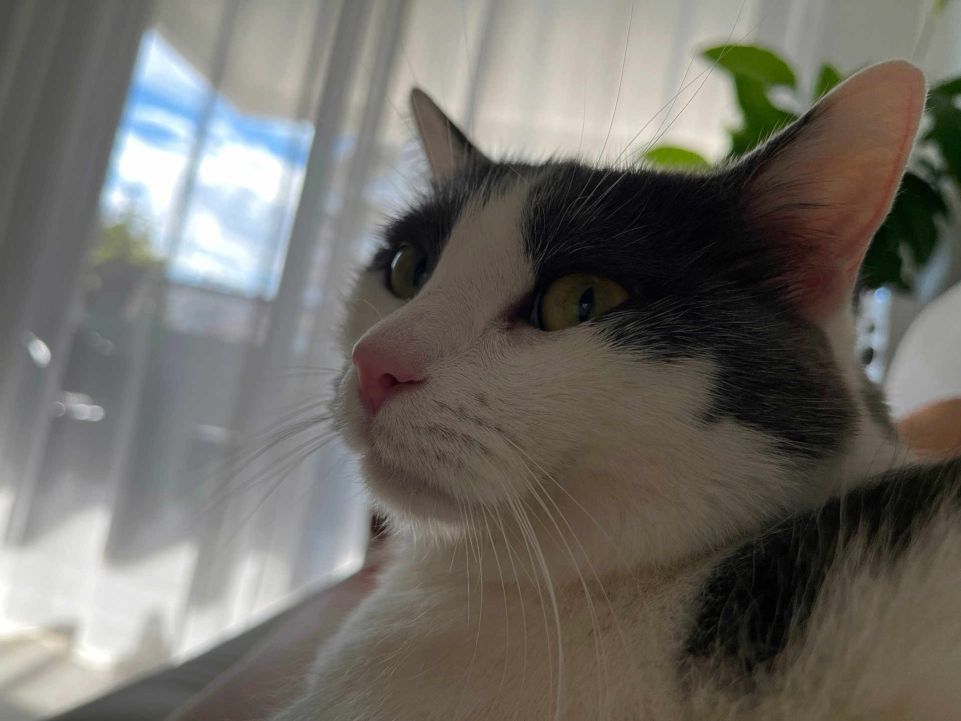 Ponponette participe au concours pour gagner de l'argent avec cette photo : cat, close_up, black_and_white, feline, whiskers, yellow_eyes, indoor, natural_light, curtains, soft_light, pet, animal, side_profile, fur, domestic_cat, relaxing, cozy, window, plant, background_blur