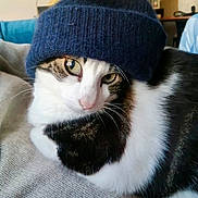 Niko participe au concours pour gagner de l'argent avec cette photo : cat, hat, knit_hat, green_eyes, white_fur, tabby_fur, close_up, indoor, cozy, relaxed, sweater, pet, animal, fur, whiskers, cute, portrait, resting, domestic_cat, fashion