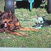 Rosie is registered to the contest to win money with this photo: dog, dogs, grass, outdoor, vehicle, tire, sunlight, lying_down, pets, canine, brown_dog, black_and_white_dog, nature, daytime, resting, animal, mammal, companion, friendship, relaxation