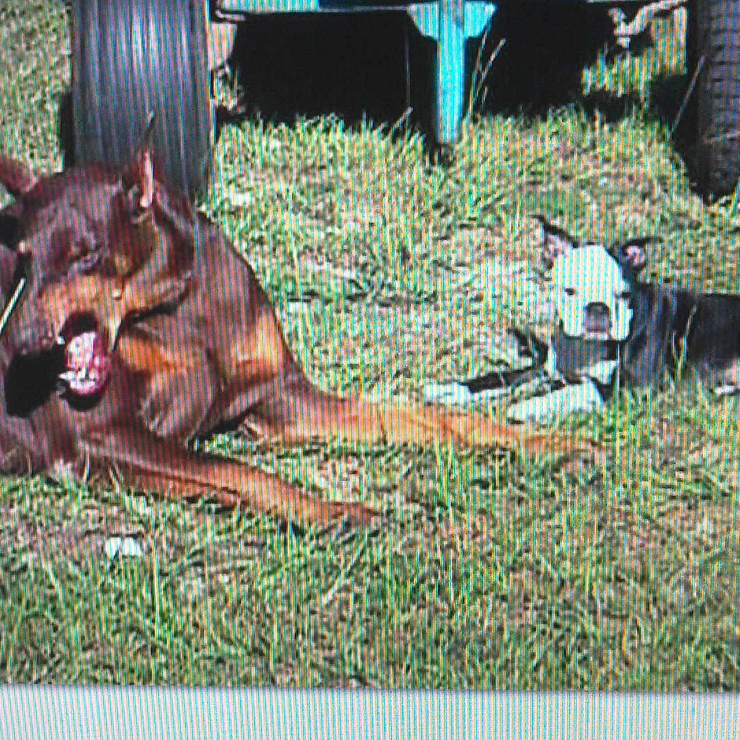 Rosie is registered to the contest to win money with this photo: animal, black_and_white_dog, brown_dog, canine, companion, daytime, dog, dogs, friendship, grass, lying_down, mammal, nature, outdoor, pets, relaxation, resting, sunlight, tire, vehicle