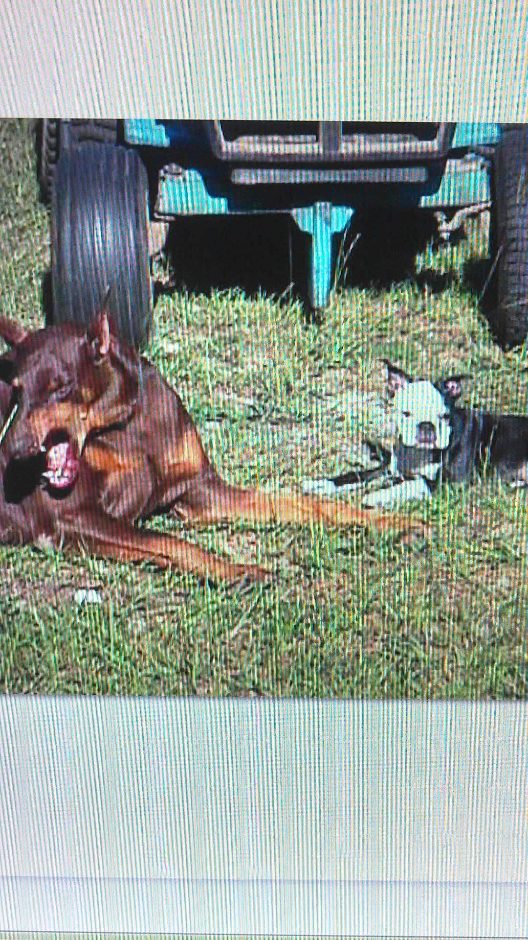 Rosie is registered to the contest to win money with this photo: dog, dogs, grass, outdoor, vehicle, tire, sunlight, lying_down, pets, canine, brown_dog, black_and_white_dog, nature, daytime, resting, animal, mammal, companion, friendship, relaxation