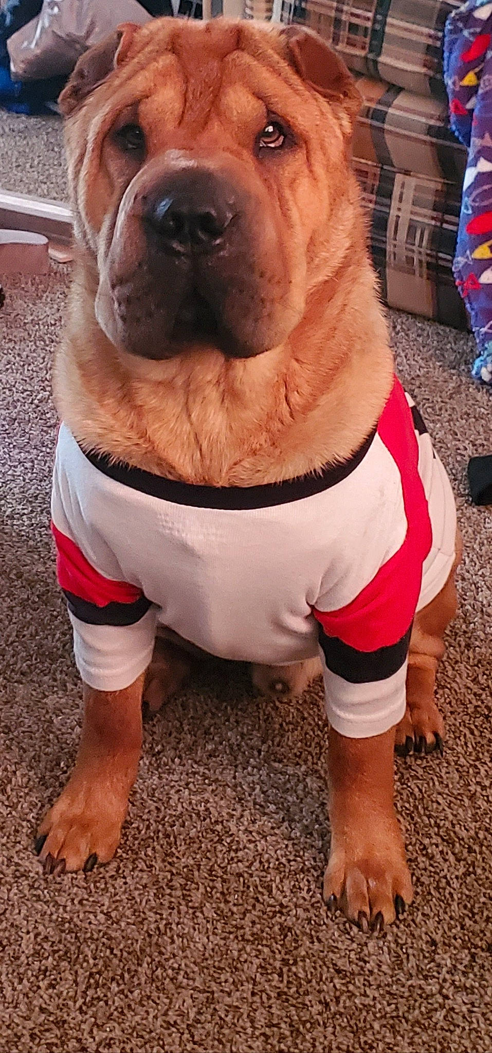 Wrinkles is registered to the contest to win money with this photo: canidae, carnivore, collar, companion_dog, dog, dog_breed, dog_clothes, dog_collar, dog_supply, fashion_accessory, fawn, foot, fur, personal_protective_equipment, pet_supply, shorts, snout, sporting_group, working_animal, wrinkle