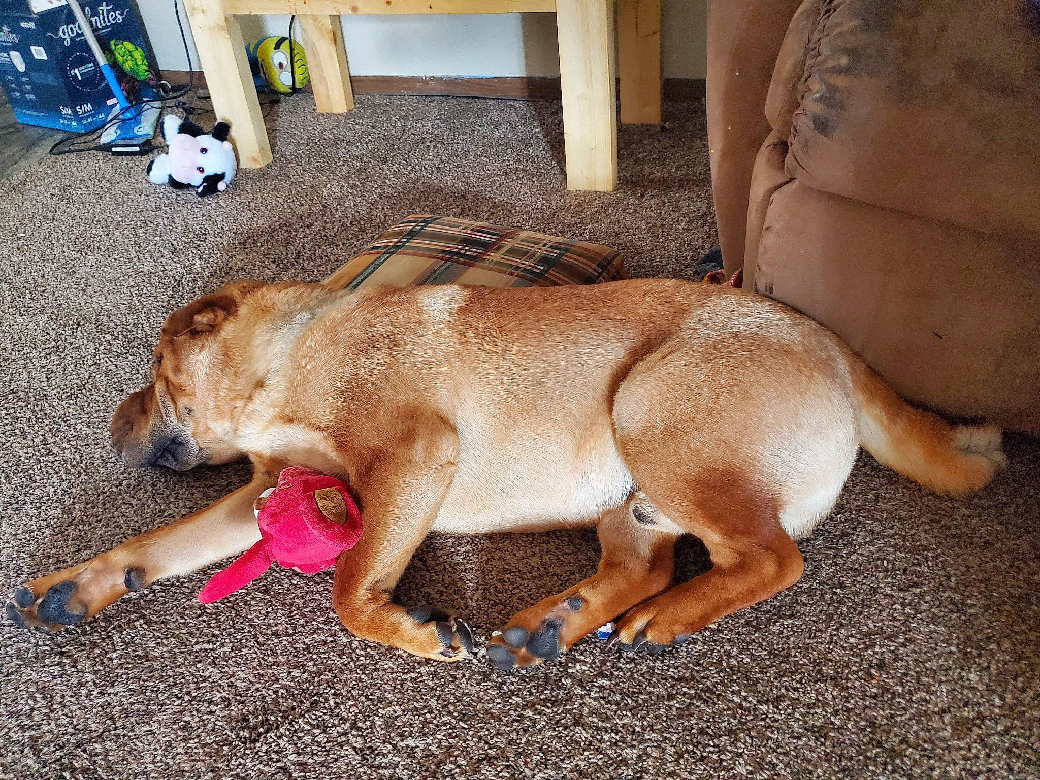 Wrinkles joined the competition — help win amazing prizes! box, canidae, carnivore, chair, companion_dog, dog, dog_breed, fawn, flooring, foot, fur, human_leg, non_sporting_group, paw, snout, sporting_group, tail, terrestrial_animal, thigh, working_animal