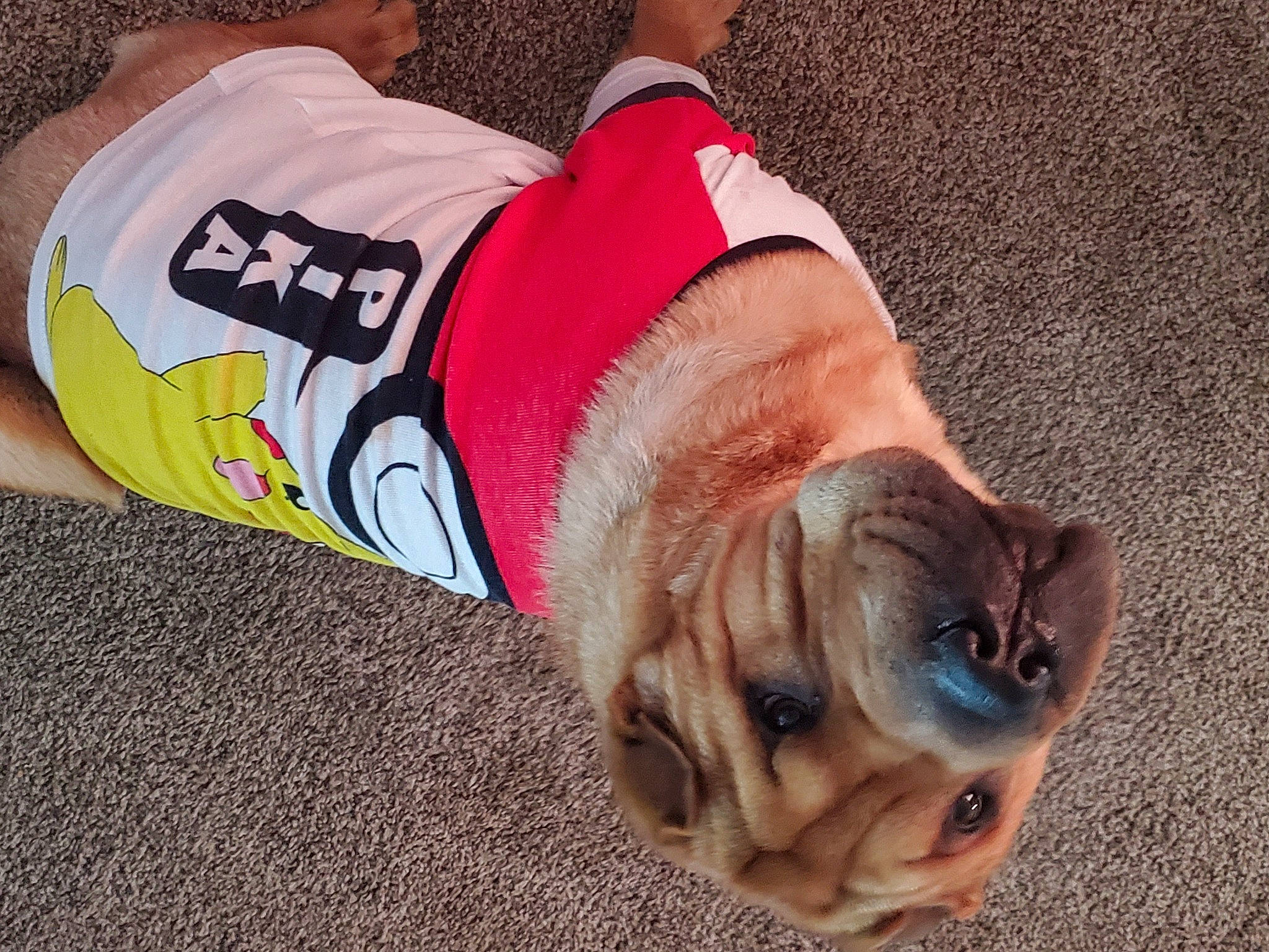 Wrinkles is registered to the contest to win money with this photo: carnivore, companion_dog, dog, dog_breed, dog_clothes, dog_collar, dog_supply, fawn, fur, human_leg, jersey, knee, leash, paw, personal_protective_equipment, sleeve, sportswear, thigh, working_animal, wrinkle