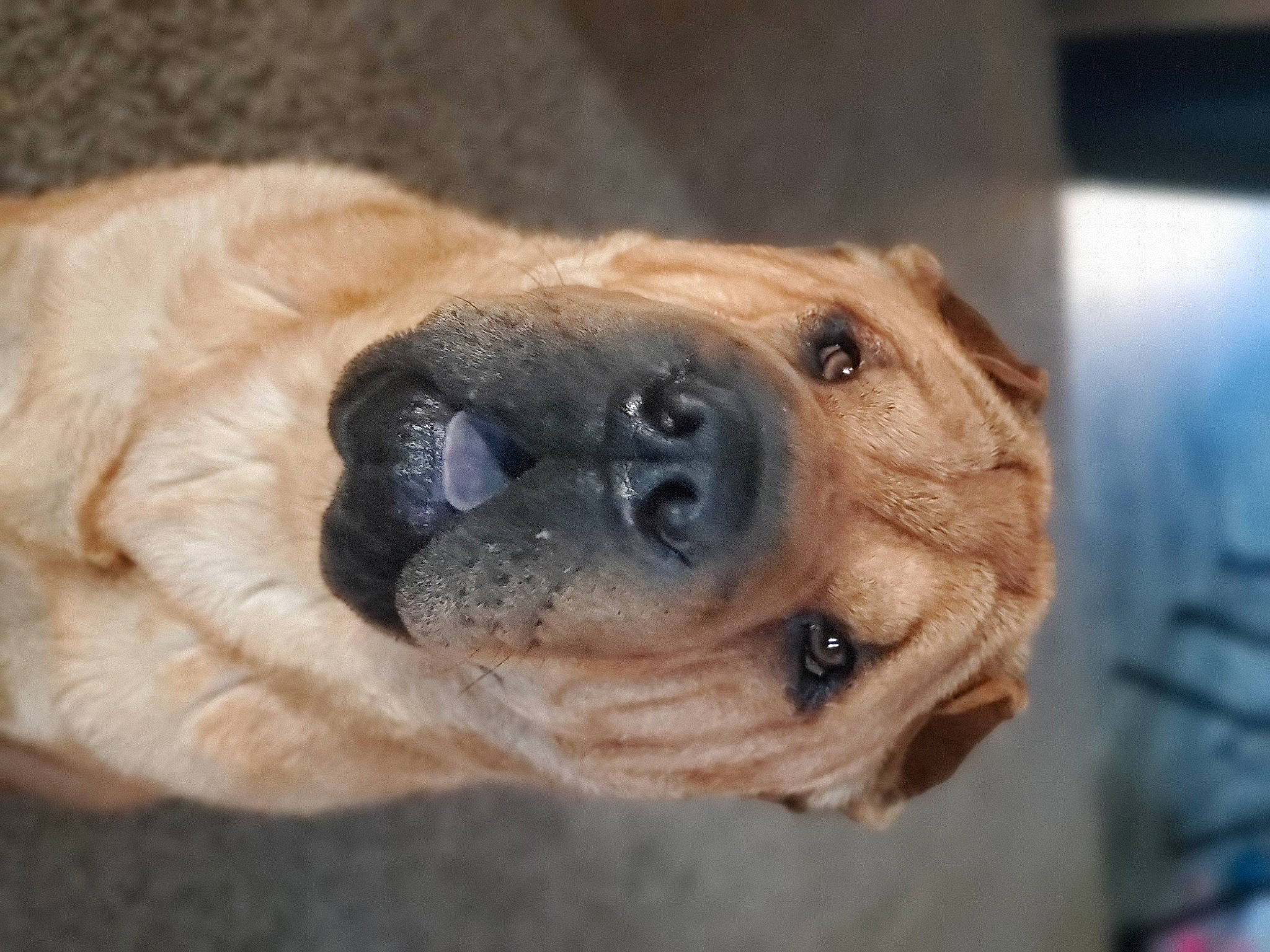 Wrinkles joined the competition — help win amazing prizes! ancient_dog_breeds, canidae, carnivore, companion_dog, dog, dog_breed, ear, eye, fawn, fur, german_shepherd_dog, iris, paw, pet_supply, snout, sporting_group, terrestrial_animal, whiskers, working_animal, wrinkle