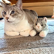 Khloe joined the competition — help win amazing prizes! cat, plush_toy, carpet, indoor, animal, pet, feline, close_up, resting, cute, soft_toy, blue_eyes, striped, white_fur, gray_fur, domestic_cat, floor, living_room, cozy, companion