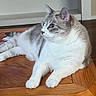 cat, feline, blue_eyes, fluffy, white_and_gray, wooden_table, indoor, pet, relaxed, curious, animal, domestic_cat, fur, table_surface, resting, looking_away, side_view, home_interior, quiet, companion