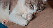 Khloe joined the competition — help win amazing prizes! cat, pet, indoor, feline, resting, couch, blanket, wooden_table, paw, fur, relaxation, cozy, sleepy, home, comfort, animal, closeup, soft, cute, time_overlay