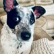 Pepper is registered to the contest to win money with this photo: animal, black_and_white, blanket, close_up, comfort, companion, couch, cozy, curious, dog, ears, eyes, fur, home, indoor, nose, pet, portrait, relaxed, texture