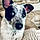 Pepper