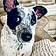 Pepper