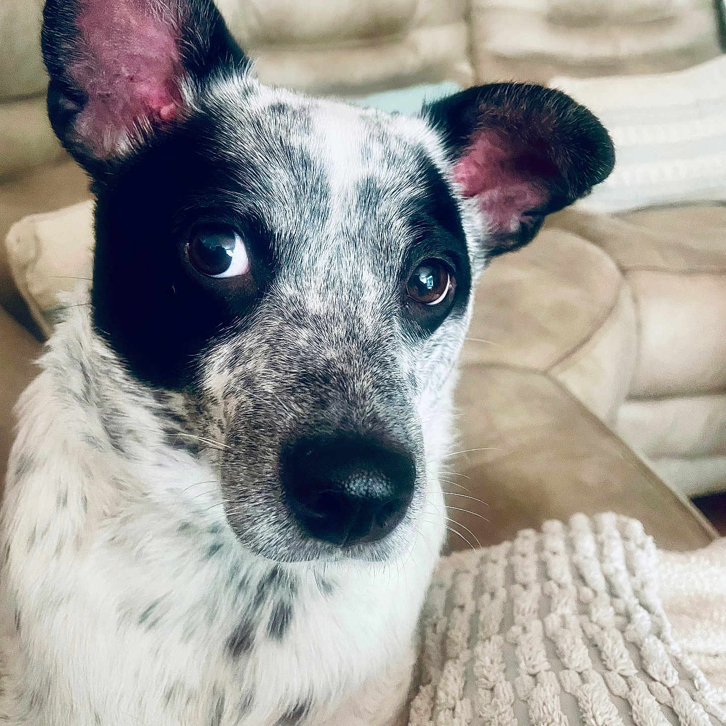 Pepper