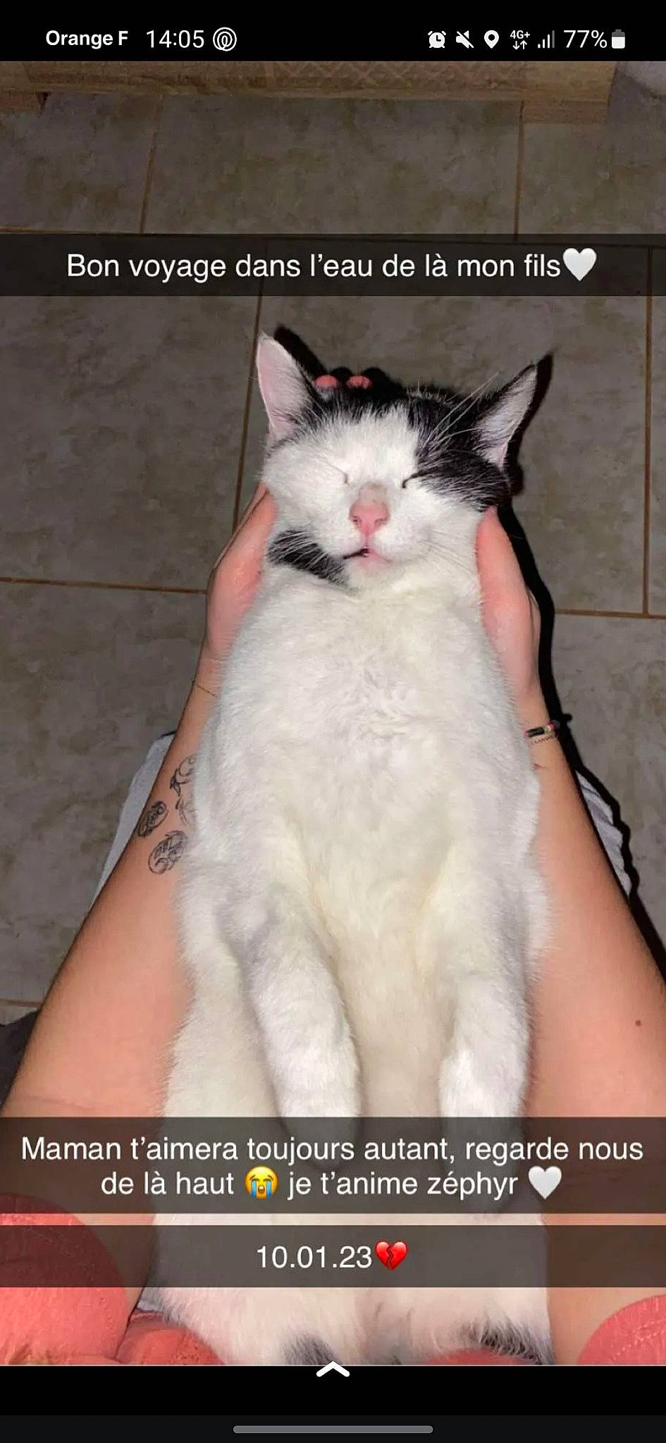 Zéphyr a rejoint le concours — aidez-le/la à gagner de superbes lots ! carnivore, cat, domestic_short_haired_cat, felidae, formal_wear, fur, gesture, nail, paw, photo_caption, small_to_medium_sized_cats, snout, tail, whiskers