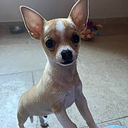 Mikky a rejoint le concours — aidez-le/la à gagner de superbes lots ! accessories, animal, canine, chihuahua, dog, hound, pet, puppy, snout, strap, tile, whitedog