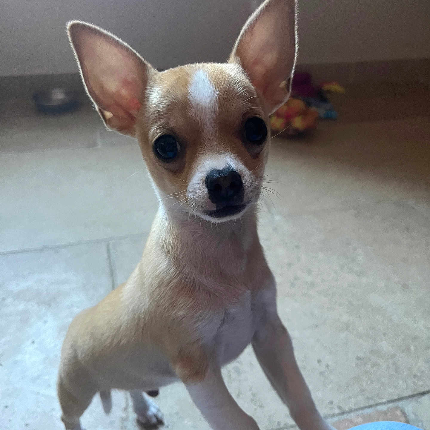 Mikky a rejoint le concours — aidez-le/la à gagner de superbes lots ! accessories, animal, canine, chihuahua, dog, hound, pet, puppy, snout, strap, tile, whitedog