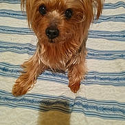 Papa'S is registered to the contest to win money with this photo: dog, small_dog, yorkshire_terrier, toy_breed, brown_fur, long_hair, fluffy, ears, paws, black_nose, dark_eyes, pet, animal, portrait, indoor, bed, bedspread, striped_pattern, blue_and_white, sitting