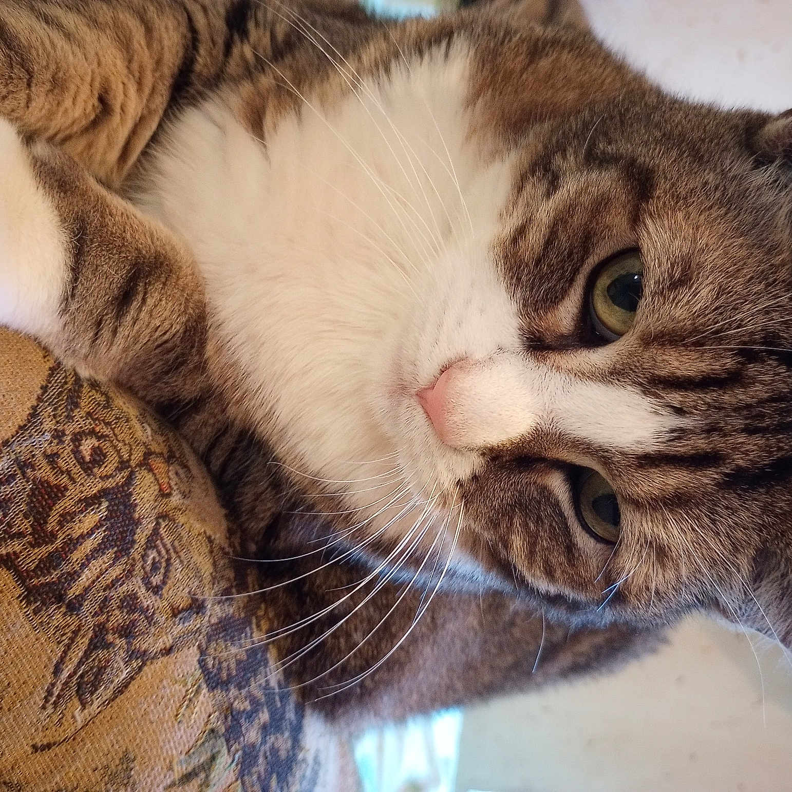 Gizmo