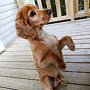 Lucky a rejoint le concours — aidez-le/la à gagner de superbes lots ! dog, golden_brown, porch, wooden_floor, wooden_railings, pet, animal, ears, sitting, attentive, outdoor, fur, paws, cute, side_view, nature, daylight, canine, domestic_animal, looking