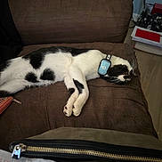 Mario joined the competition — help win amazing prizes! cat, black_and_white, sleeping, couch, indoor, pet, feline, collar, device, relaxed, fur, paw, whiskers, home, living_room, brown, resting, animal, domestic, cute