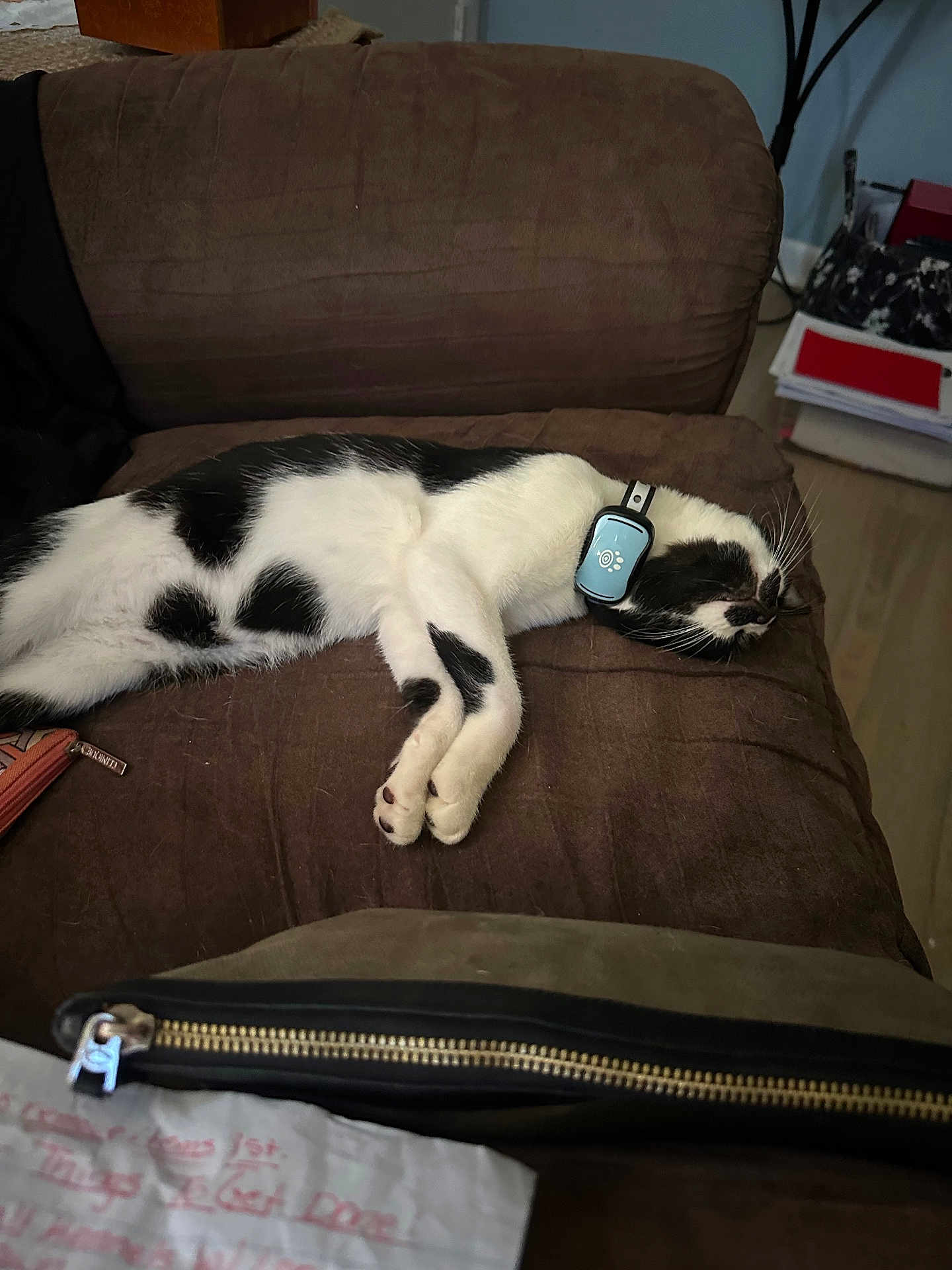Mario joined the competition — help win amazing prizes! cat, black_and_white, sleeping, couch, indoor, pet, feline, collar, device, relaxed, fur, paw, whiskers, home, living_room, brown, resting, animal, domestic, cute