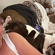 Reina is registered to the contest to win money with this photo: dog, person, couch, blanket, leopard_print, indoor, relaxing, brown, white, pet, collar, tag, furniture, arm, glasses, cup, table, plant, casual, home
