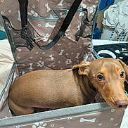 Leo joined the competition — help win amazing prizes! bedroom, blanket, blanket_edge, brown_dog, carrier, close_up, curious, dog, domestic_interior, ears, eyes, fabric, laundry, laundry_basket, padded_carrier, paw_print_pattern, pet, resting, snout, strap