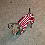 Leo is registered to the contest to win money with this photo: animal, box, brown_dog, canine, carpet, clothing, cute, dog, domestic, ears, festive, floor, household_items, indoor, looking_up, pet, small_dog, striped_outfit, tail, vacuum_cleaner