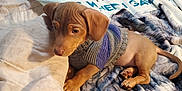 Leo is registered to the contest to win money with this photo: animal, back, bed, bedroom, blanket, bodypart, canine, couch, dog, furniture, homedecor, hound, indoors, laundry, linen, person, pet, puppy, room, text