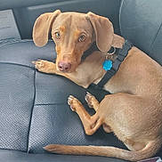 Leo is registered to the contest to win money with this photo: black_leather, canine, car_interior, collar, curled_up, dog, dog_tag, ears, indoor, leather_seat, looking_up, paw, pet, resting, seatbelt_buckle, small_dog, tail, tan_dog, vehicle, window