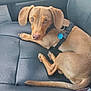 black_leather, canine, car_interior, collar, curled_up, dog, dog_tag, ears, indoor, leather_seat, looking_up, paw, pet, resting, seatbelt_buckle, small_dog, tail, tan_dog, vehicle, window