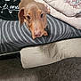 Leo is registered to the contest to win money with this photo: animal, architecture, blanket, bodypart, building, canine, couch, cushion, dog, furniture, homedecor, hound, indoors, linen, livingroom, person, pet, pointer, puppy, room