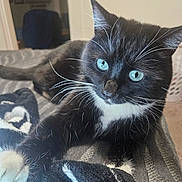 Smokey joined the competition — help win amazing prizes! animal, bed, black_and_white, blanket, blue_eyes, cat, close_up, cozy, curious, domestic_cat, feline, indoor, paw, pet, portrait, resting, soft_fur, striped_blanket, tuxedo_cat, whiskers