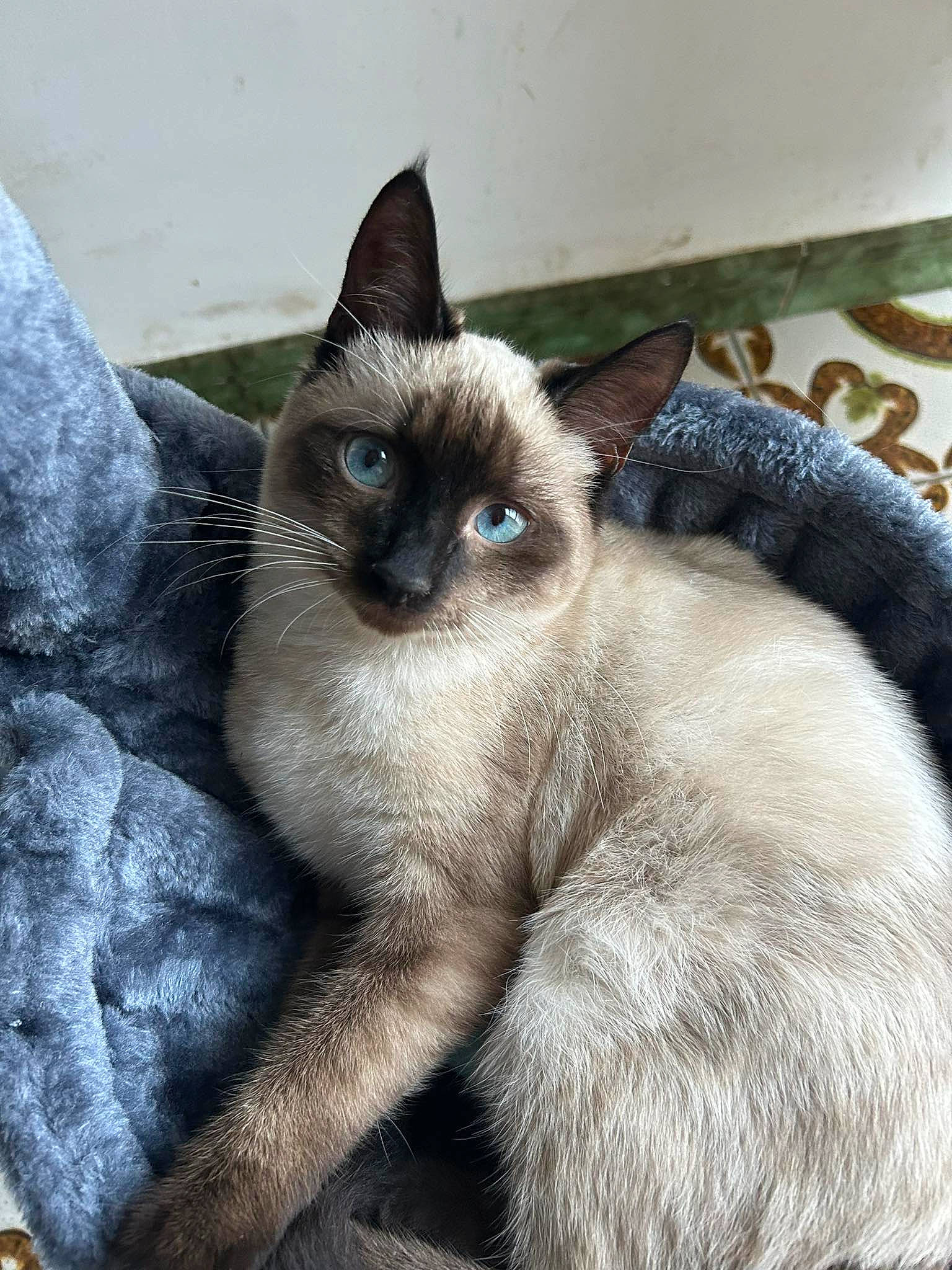 Willow participe au concours pour gagner de l'argent avec cette photo : birman, carnivore, cat, comfort, electric_blue, fawn, felidae, fur, mammal, siamese, small_to_medium_sized_cats, snout, tail, terrestrial_animal, vertebrate, whiskers