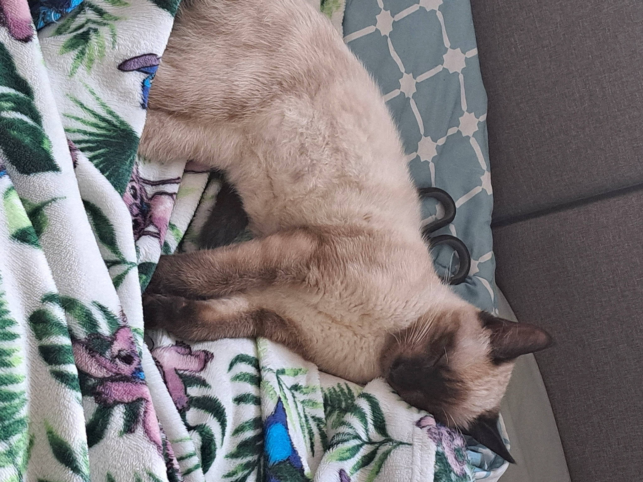 Willow a rejoint le concours — aidez-le/la à gagner de superbes lots ! art, carnivore, domestic_short_haired_cat, fawn, felidae, foot, fur, gesture, human_leg, linens, nail, pattern, paw, small_to_medium_sized_cats, snout, terrestrial_animal, textile, whiskers, wool, wrinkle