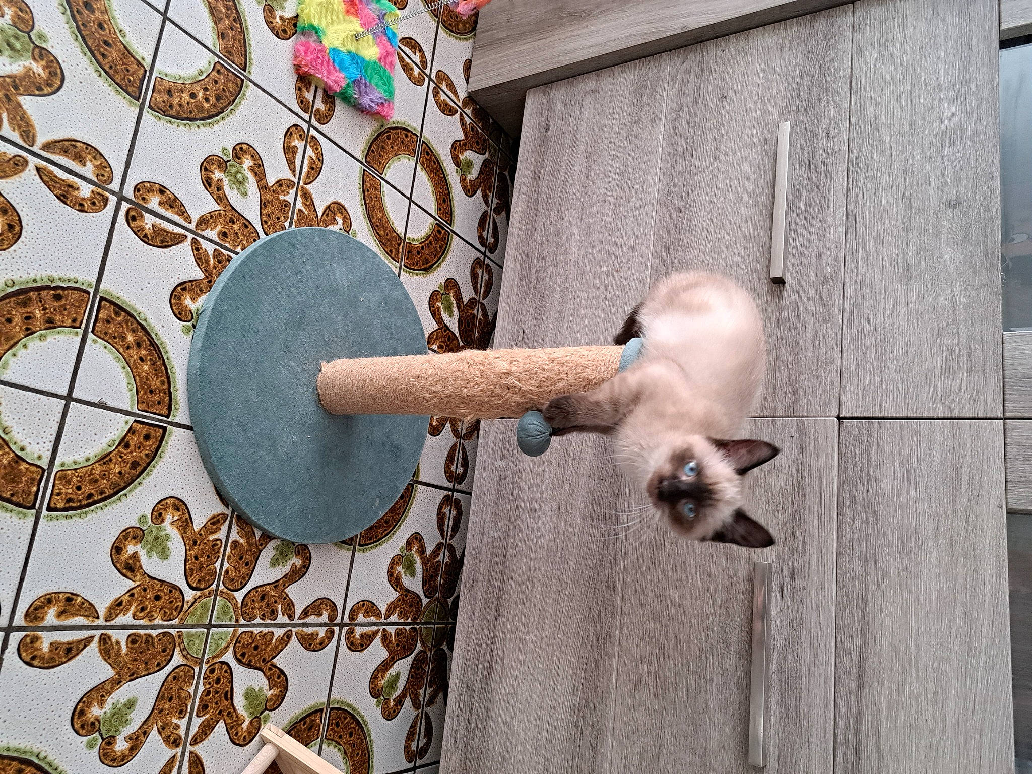 Willow participe au concours pour gagner de l'argent avec cette photo : balinese, carnivore, cat, ceiling, circle, door, fawn, felidae, home_accessories, linens, metal, musical_instrument, ornament, pattern, pet_supply, recreation, siamese, small_to_medium_sized_cats, tail, wood