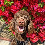 dog, poodle, brown_dog, smiling, happy, pet, animal, flower_bush, pink_flowers, red_flowers, outdoor, collar, sunlight, nature, garden, closeup, cute, fluffy, tongue_out, pet_accessory