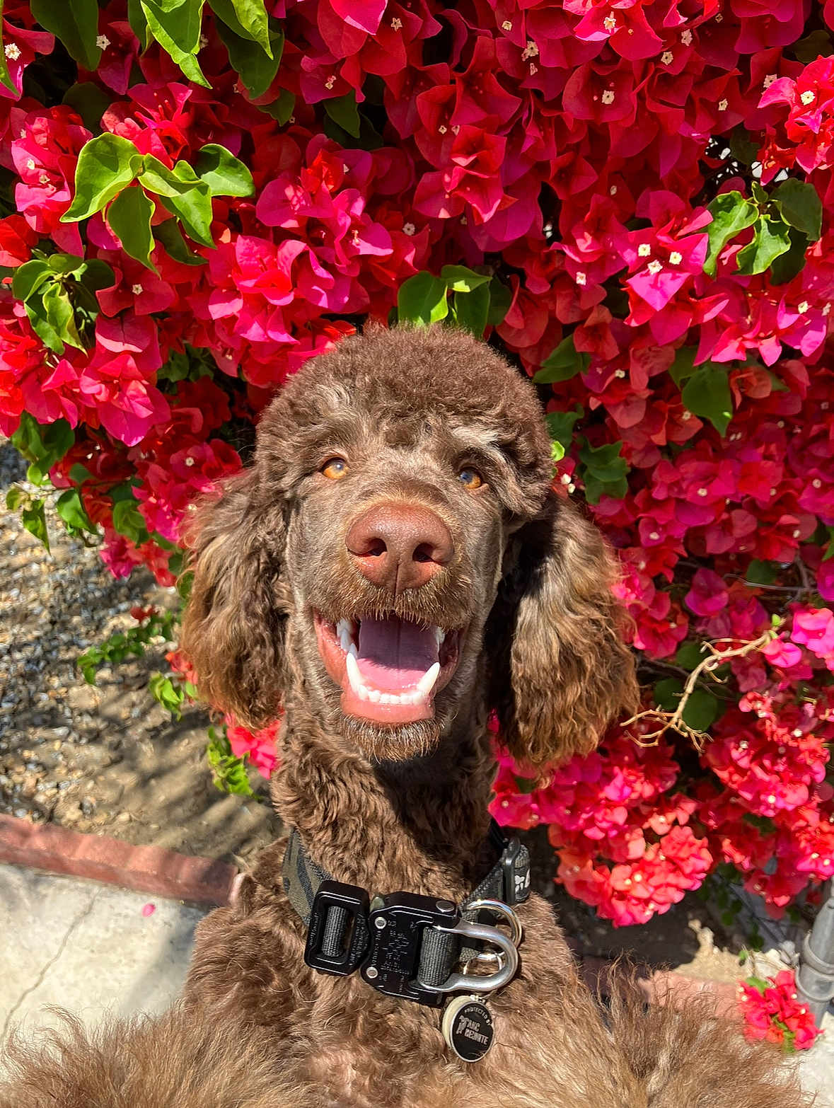 Rhomi joined the competition — help win amazing prizes! dog, poodle, brown_dog, smiling, happy, pet, animal, flower_bush, pink_flowers, red_flowers, outdoor, collar, sunlight, nature, garden, closeup, cute, fluffy, tongue_out, pet_accessory