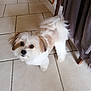 Ruby participe au concours pour gagner de l'argent avec cette photo : dog, small_dog, fluffy, white_fur, brown_fur, curious_eyes, pet, indoor, tiled_floor, curtain, wooden_chair, floor_tiles, cute, animal, companion, fur, standing, looking_up, domestic_animal, home