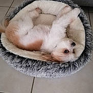 Ruby participe au concours pour gagner de l'argent avec cette photo : dog, pet_bed, fluffy, indoor, tile_floor, relaxed, brown_and_white, small_dog, cozy, sleeping, cute, animal, companion, domestic_animal, fur, resting, bed, looking, curious, laying_down