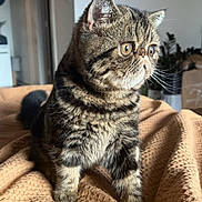 Daisy is registered to the contest to win money with this photo: animal, beige, blanket, cat, cozy, curious, cute, domestic_animal, ears, feline, fur, houseplant, indoor, mammal, pet, portrait, side_view, soft_light, tabby, whiskers