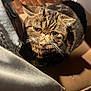 Daisy is registered to the contest to win money with this photo: animal, background, brown, cat, chair, cute, denim_jacket, domestic_cat, exotic_shorthair, eyes, face, floor, fur, furniture, indoor, looking_up, pet, portrait, sitting, whiskers