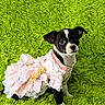 Bella is registered to the contest to win money with this photo: animal, black_and_white, carpet, costume, cute, dog, dress, face, fashion, floral, furry, green, indoors, pet, pink, portrait, puppy, ruffles, sitting, small_dog