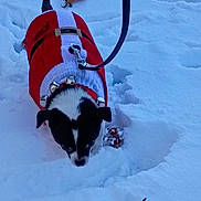Bella is registered to the contest to win money with this photo: animal, bells, black_and_white, cold_weather, dog, fallen_leaves, festive, holiday, leash, outdoor, pet, portrait, puppy, red_coat, small_dog, snow, snowy_ground, walking, winter, winter_hat