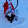 animal, bells, black_and_white, cold_weather, dog, fallen_leaves, festive, holiday, leash, outdoor, pet, portrait, puppy, red_coat, small_dog, snow, snowy_ground, walking, winter, winter_hat